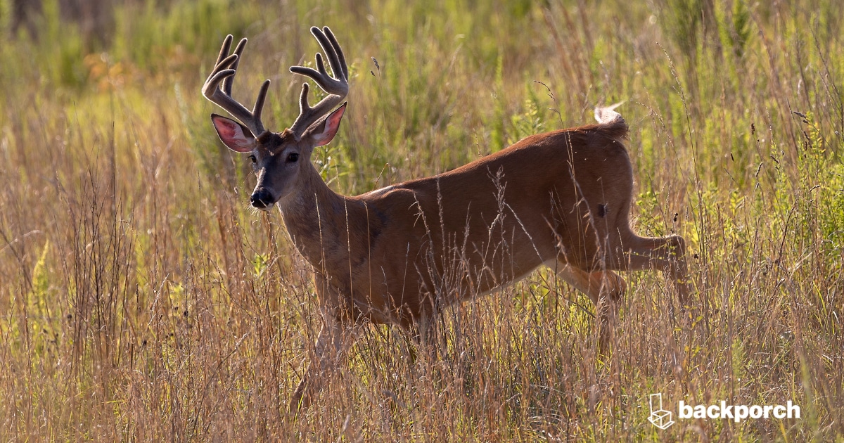 Buck deer running through a prairie