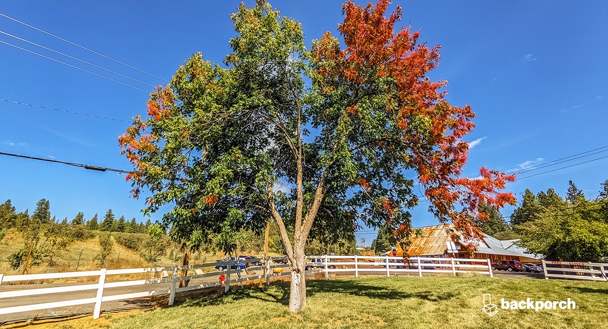 A large pecan tree with leaves starting to change to fall colors.